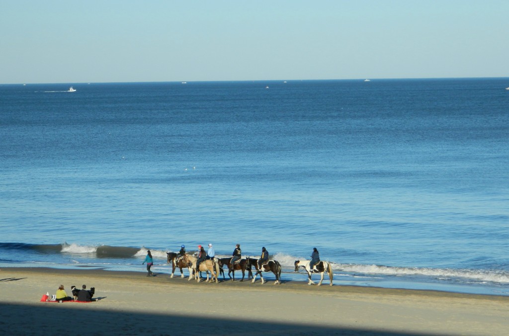 HorsesVABeachJanCrop
