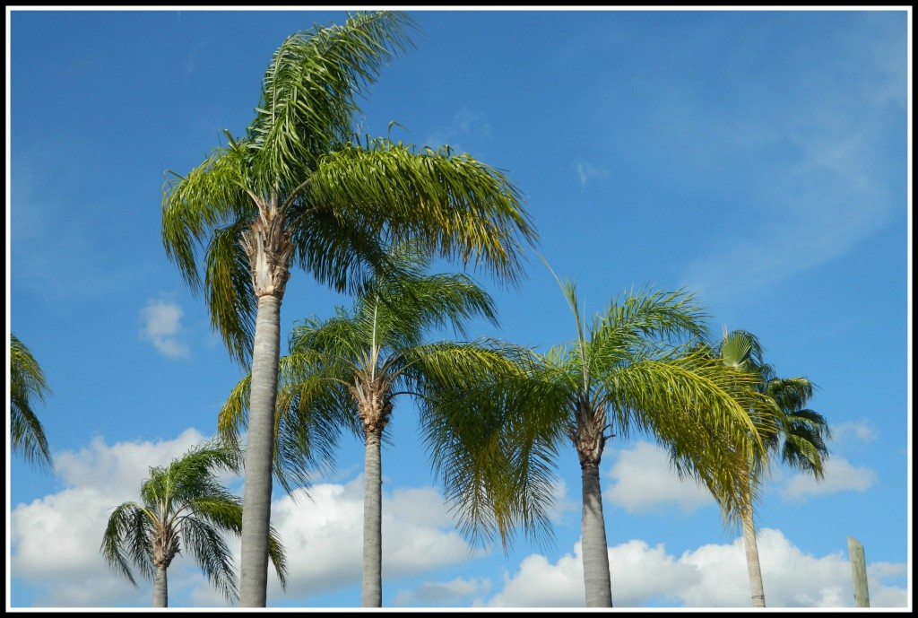 Palm TreesBorder