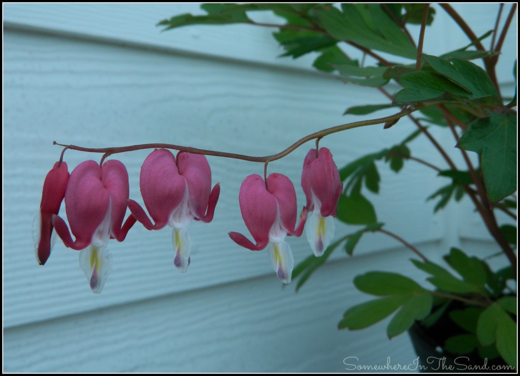 Pretty hearts for Mama's Day.