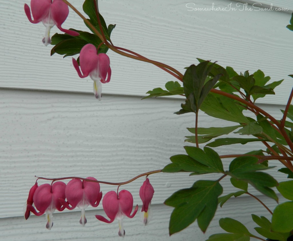 BleedingHeartHalfPlantCropWatermark