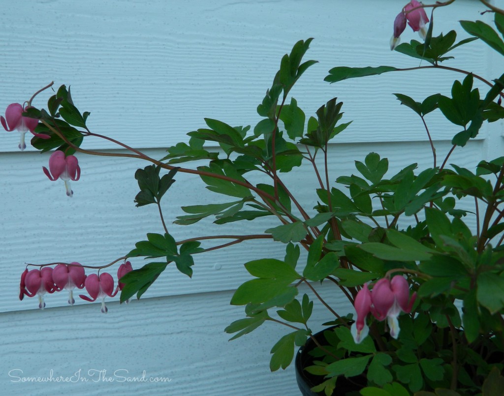 BleedingHeartWholePlantCropWatermark