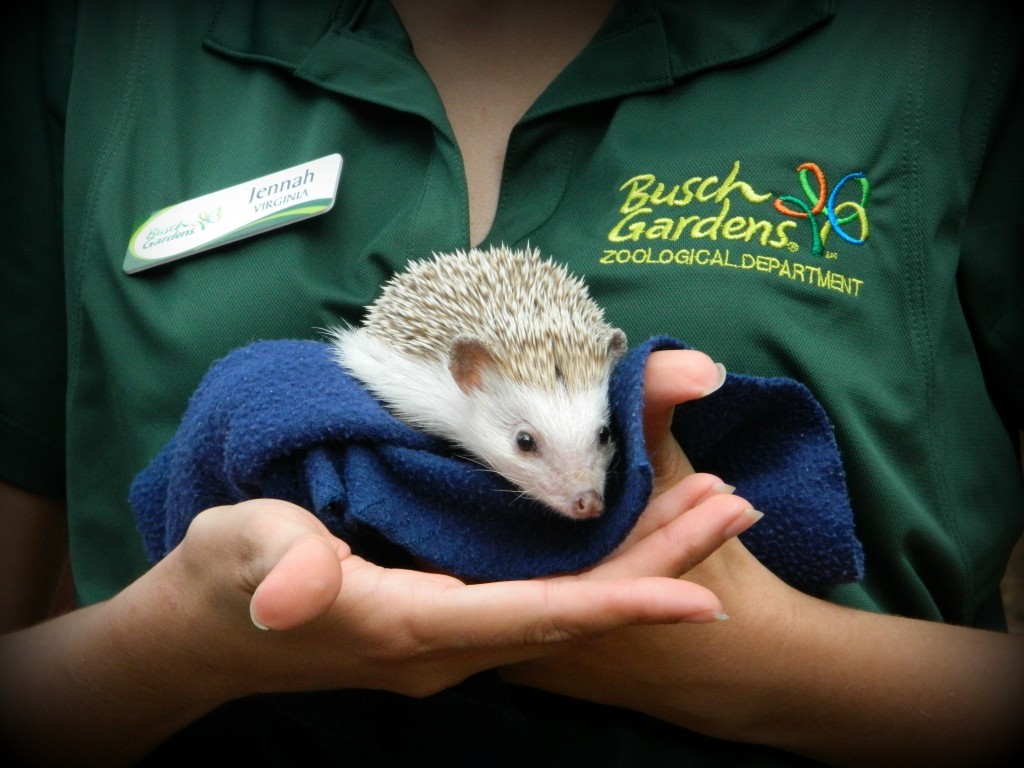 The cutest hedgehog in the entire world.