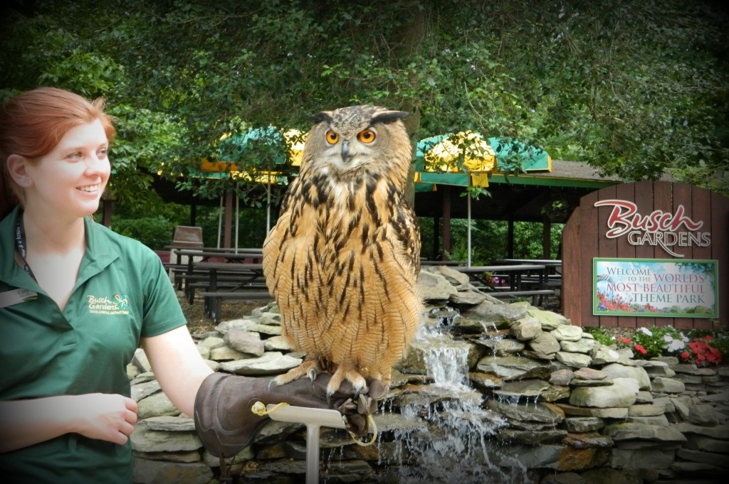 This is the largest owl in the world. It can take down a deer.