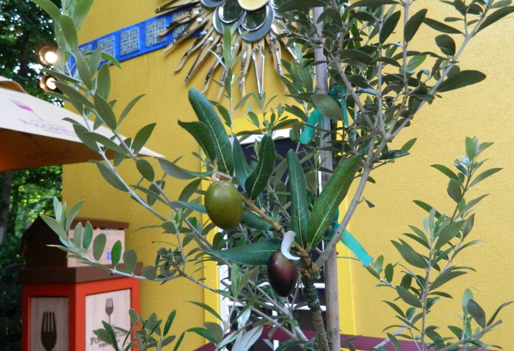 FoodSpainPlantsOlivesCrop