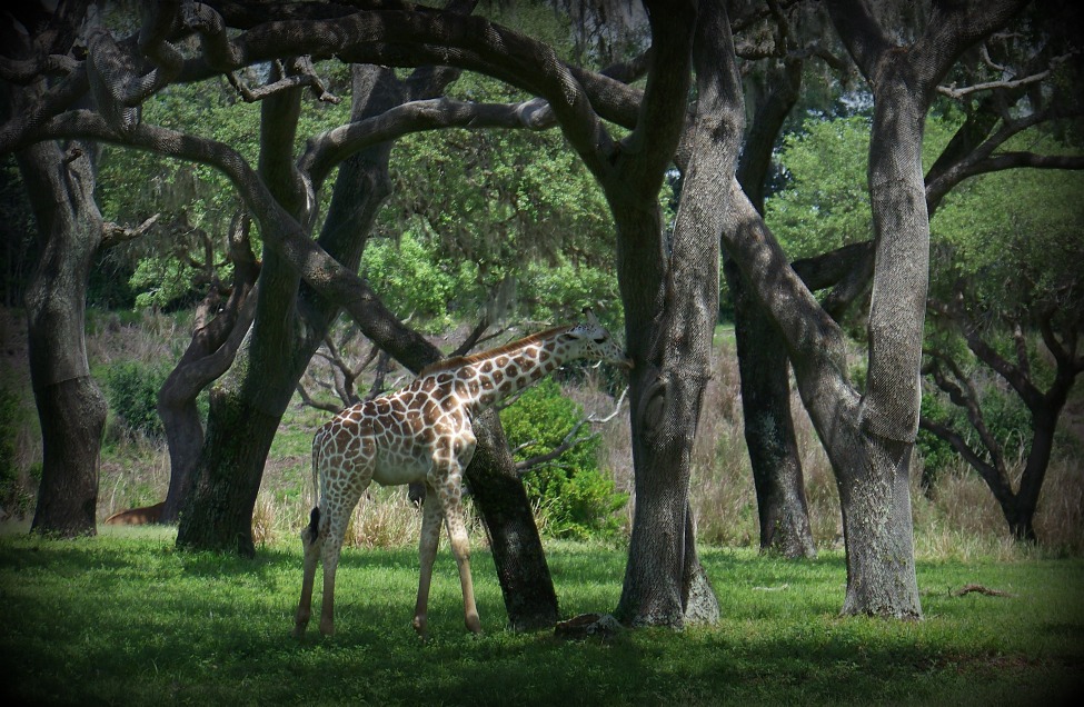 Animal Kingdom safari.