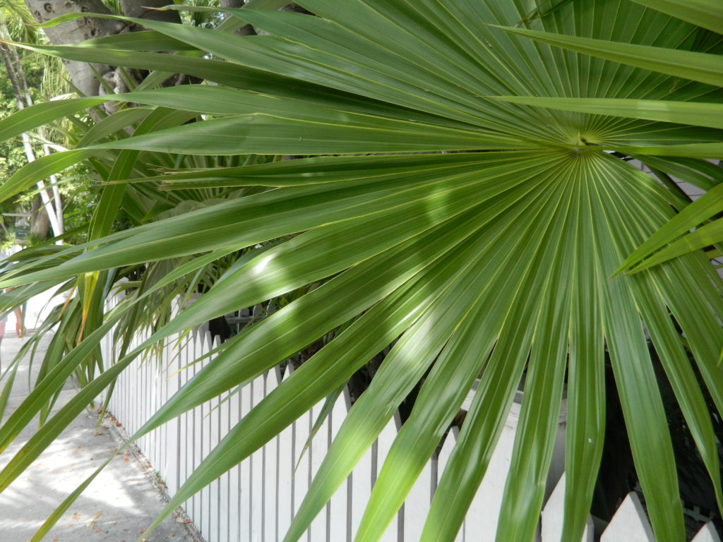 A splash of green on a white picket fence.