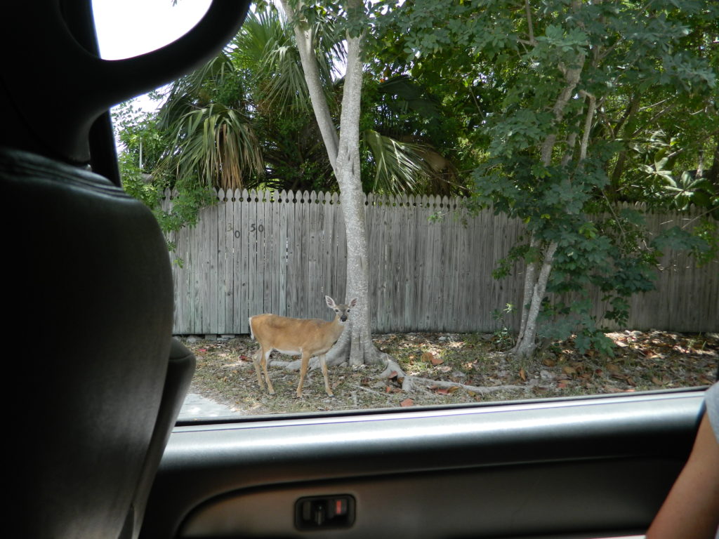 The adorable deer of Big Pine Key.