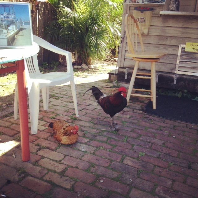 We'll start with the chickens.