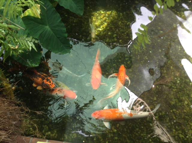 Cute koi at Kermit's Key West Key Lime Shoppe.