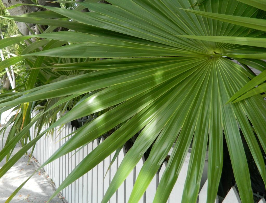 KeyWestPalmFrond (1)Crop
