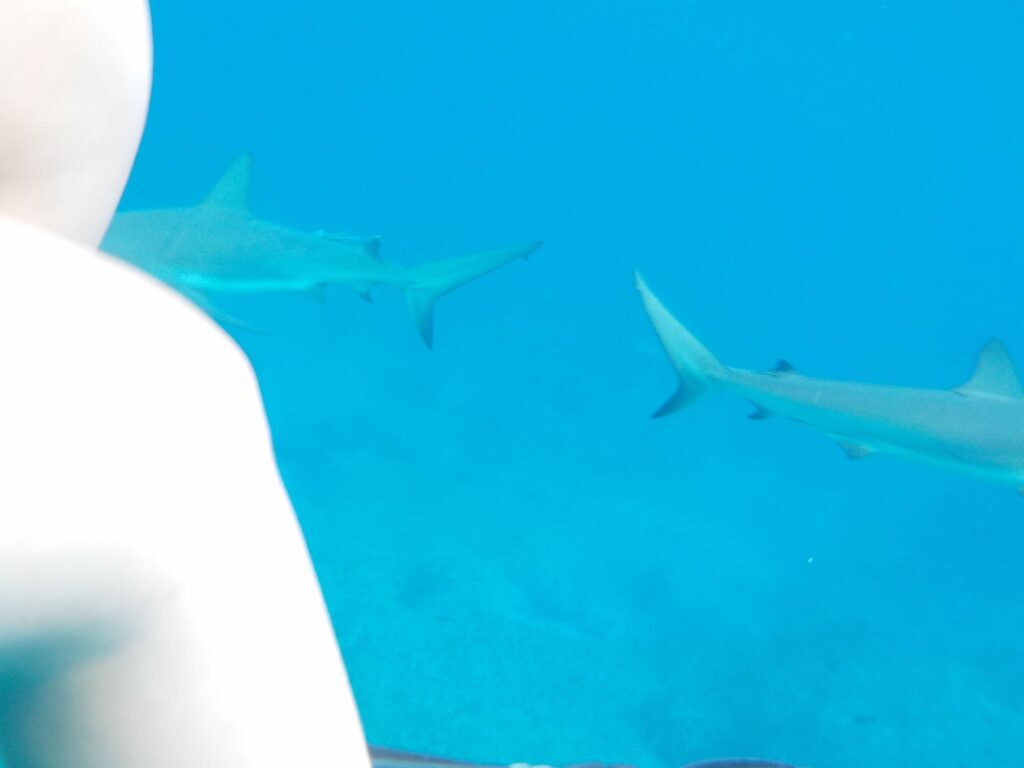 Bimini Shark